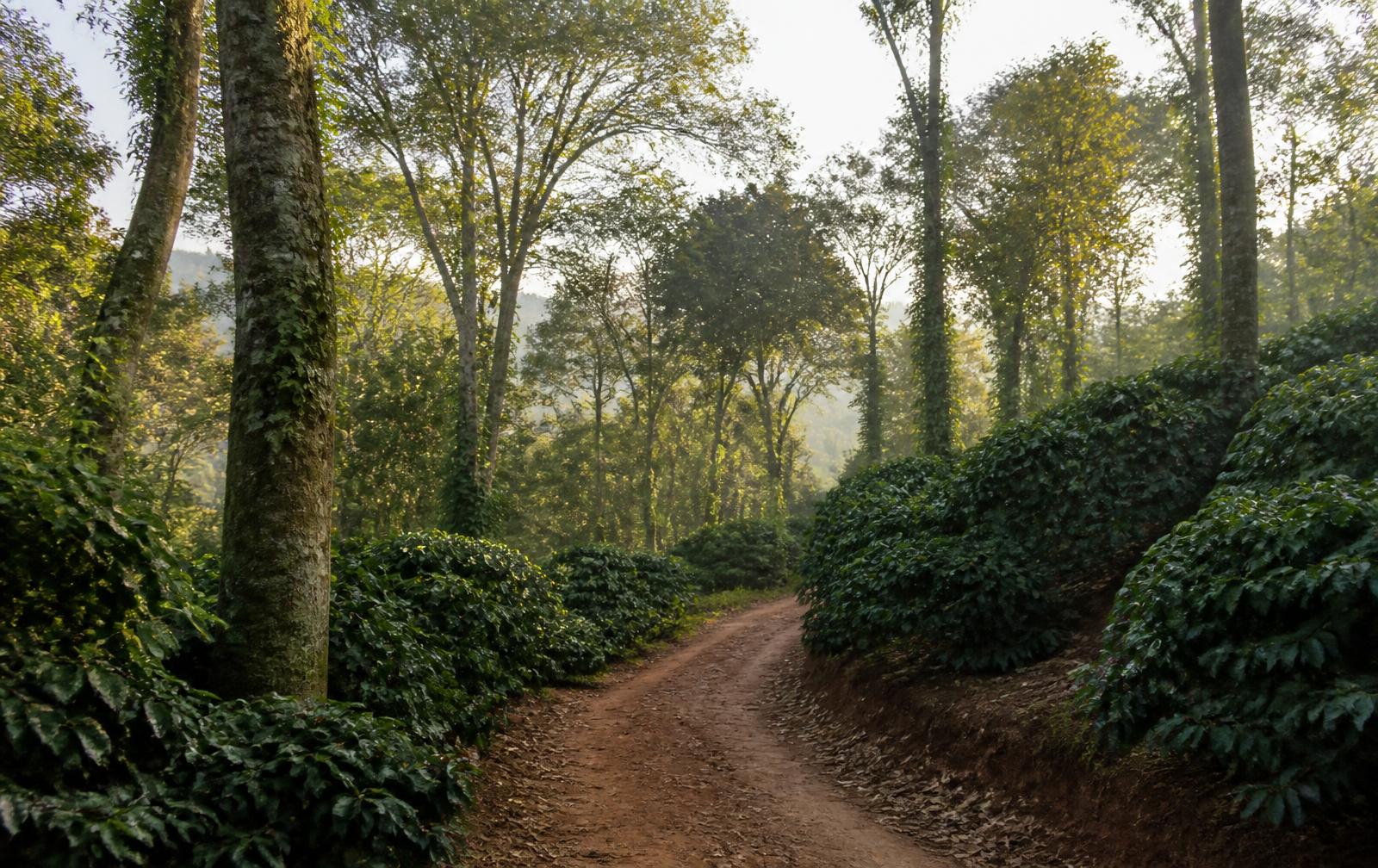 A red-earth path through shade-grown coffee on the estate